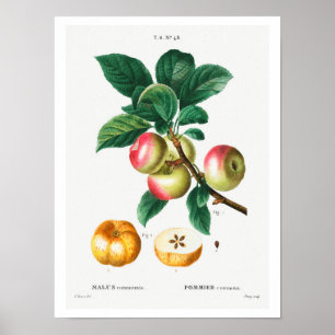 VINTAGE-BOTANISCHE ÄPFEL REDOUTÉ-PLAKAT POSTER