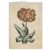 Vintage botanische Auricula-Illustration (Vorne)