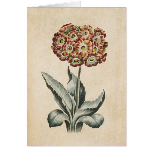 Vintage botanische Auricula-Illustration (Vorne)