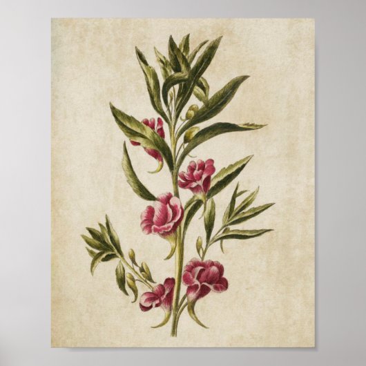 Vintage Botanische Balsam Poster (Vorne)