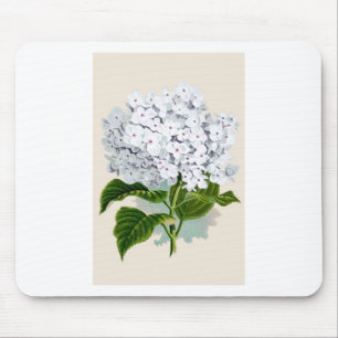 Vintage botanische Bilder von White Hydrangea Mousepad