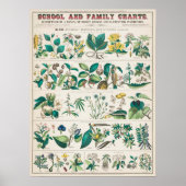 Vintage botanische Bildung Poster (Vorne)