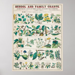 Vintage botanische Bildung Poster