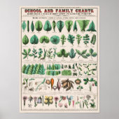 Vintage botanische Bildung Poster (Vorne)