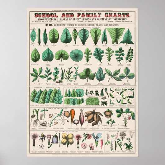 Vintage botanische Bildung Poster (Vorne)