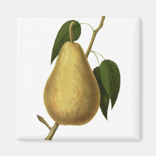 Vintage botanische Birnen-Illustration Magnet
