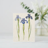 Vintage botanische Blauer Iris-Illustration Postkarte (Stehend Vorderseite)