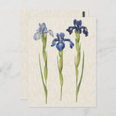 Vintage botanische Blauer Iris-Illustration Postkarte (Vorne/Hinten)