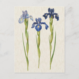Vintage botanische Blauer Iris-Illustration Postkarte