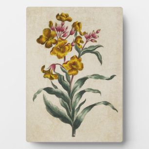 Vintage botanische Blume Fotoplatte