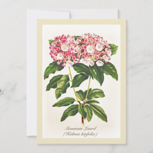 Vintage botanische Blume Laurel (Vorderseite)