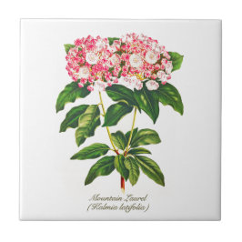 Vintage botanische Blume Laurel Fliese