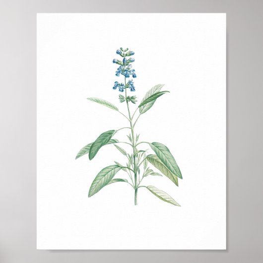 Vintage botanische Blume Poster (Vorne)