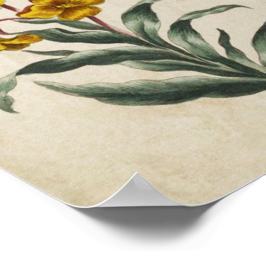 Vintage botanische Blume Poster (Ecke)