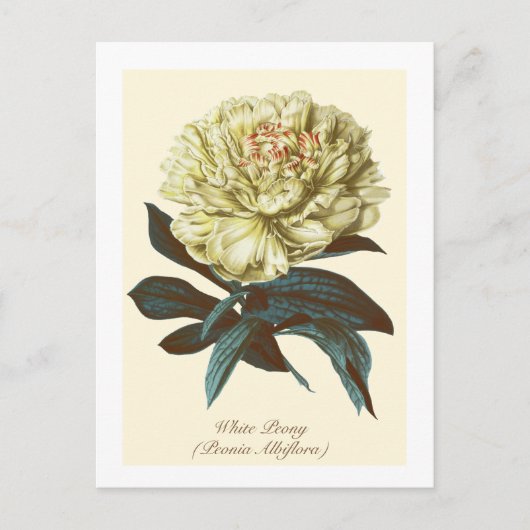 Vintage Botanische Blume Postkarte (Vorderseite)