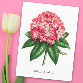 Vintage botanische Blume Rhododendron Postkarte
