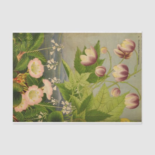 Vintage botanische Blume Seidenpapier (Vorderseite)