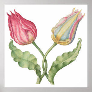 Vintage botanische Blume Tulip Poster
