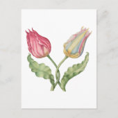 Vintage botanische Blume Tulip Postkarte (Vorderseite)