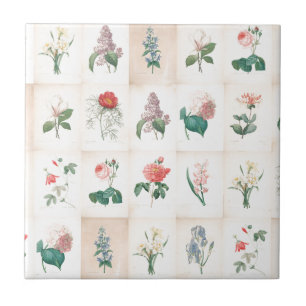 Vintage botanische Blumen durch Redoute Fliese