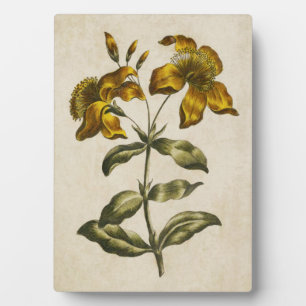 Vintage botanische Blumen Johanniskraut Fotoplatte