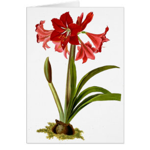 Vintage botanische Blumen-Karte