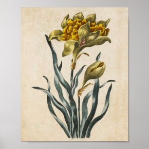Vintage Botanische Blumenbeuteldrucke Poster
