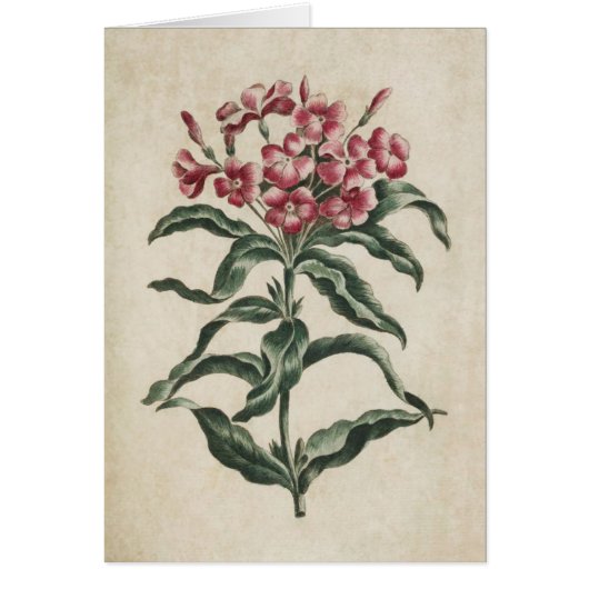 Vintage botanische Blumenbilder (Vorne)