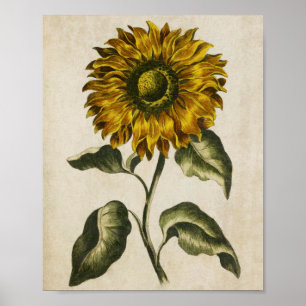 Vintage Botanische Blumenblätter Poster