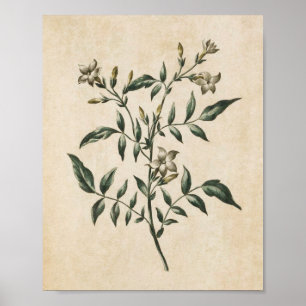 Vintage Botanische Blumenblätter Poster