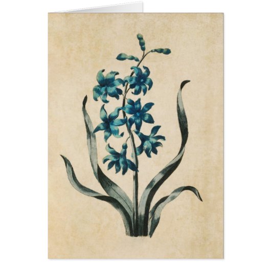 Vintage botanische Blumenblütenillustrierung (Vorne)