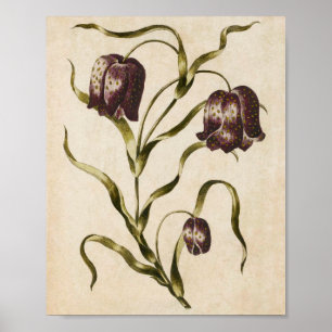 Vintage botanische Blumenfastillaria Poster