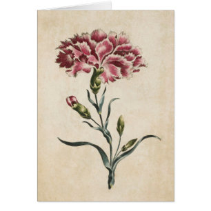 Vintage botanische Blumenkarnation