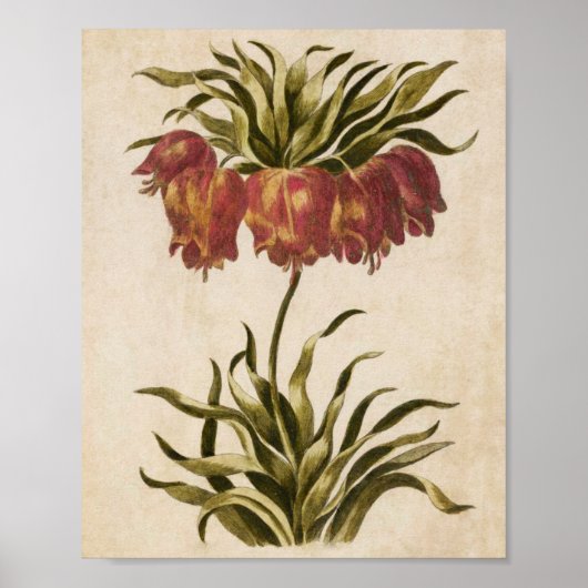 Vintage botanische Blumenkronen Poster (Vorne)