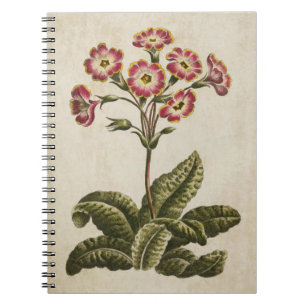 Vintage botanische Blumenpolianthus-Illustration Notizblock