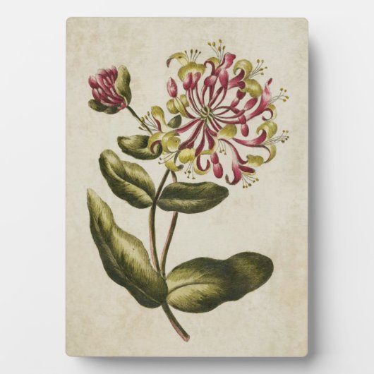 Vintage Botanische Blumenschale Fotoplatte (Vorderseite)