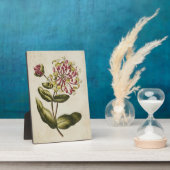 Vintage Botanische Blumenschale Fotoplatte (Seite)