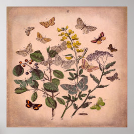 Vintage Botanische Blumenschmetterlinge Rustikal r Poster
