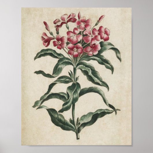 Vintage botanische Blumenschrift Poster (Vorne)