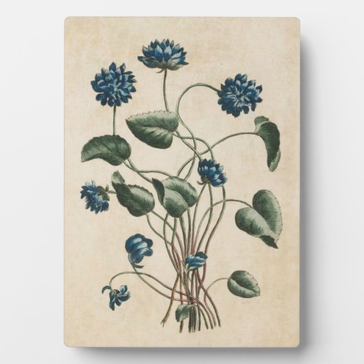 Vintage Botanische Blumenviolette Fotoplatte (Vorderseite)