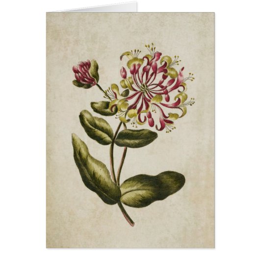 Vintage Botanische Blumenzellenandeutung (Vorne)