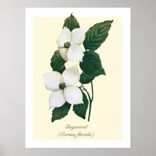 Vintage-Botanische Blüten-Hartriegel Poster