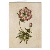 Vintage botanische Blütenanemonillustration (Vorne)