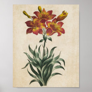 Vintage botanische Blütenblätter drucken Poster