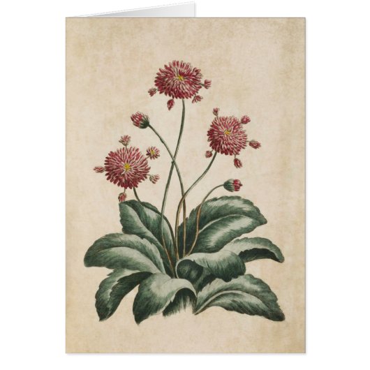 Vintage botanische Blütendarstellung (Vorne)