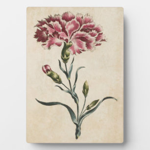 Vintage botanische Blütenkarnation Fotoplatte