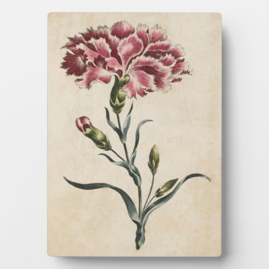 Vintage botanische Blütenkarnation Fotoplatte (Vorderseite)