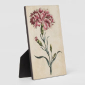Vintage botanische Blütenkarnation Fotoplatte (Seite)
