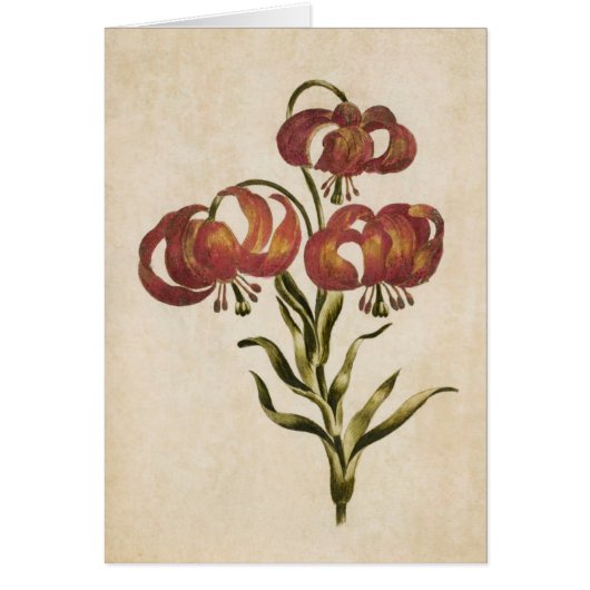 Vintage botanische Blütenlilie (Vorne)