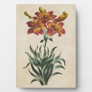Vintage botanische Blütenlilie Fotoplatte